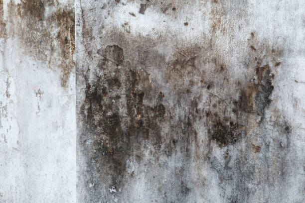 Best Environmental Consulting for Mold Prevention  in Sugarcreek, PA