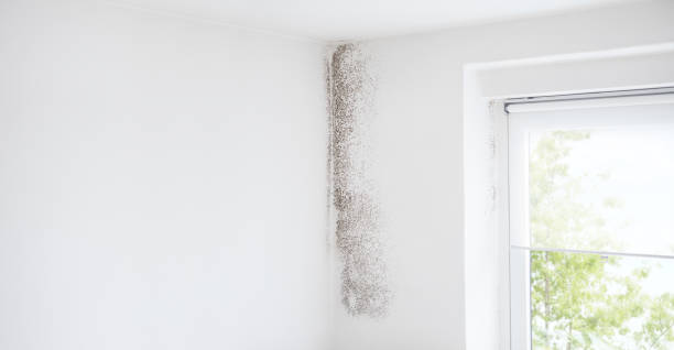 Best Real Estate Mold Inspection  in Sugarcreek, PA